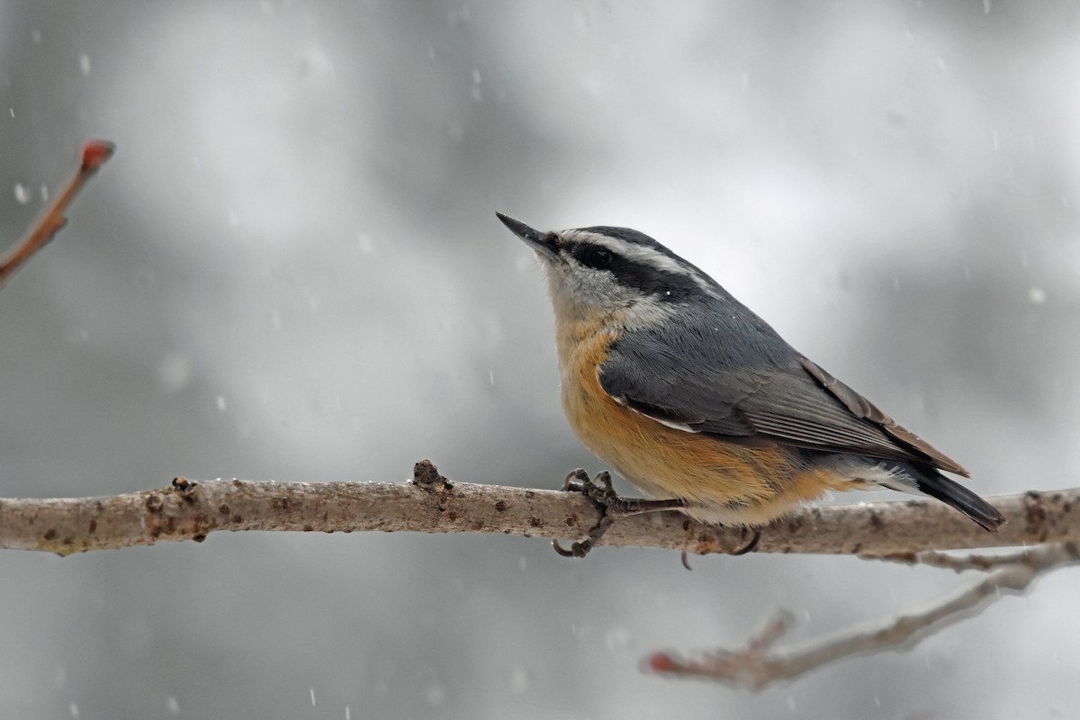Red-breasted Nuthatch - Norma Van Alstine