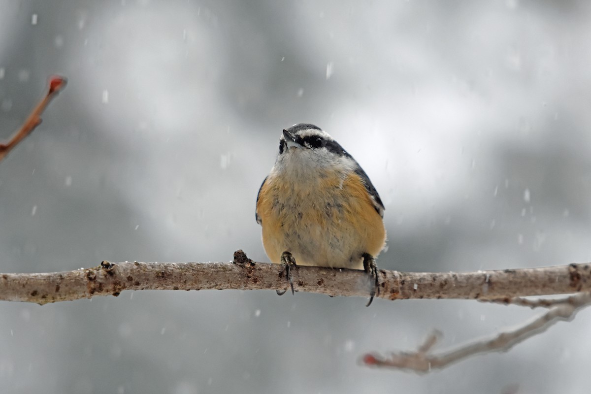 Red-breasted Nuthatch - Norma Van Alstine