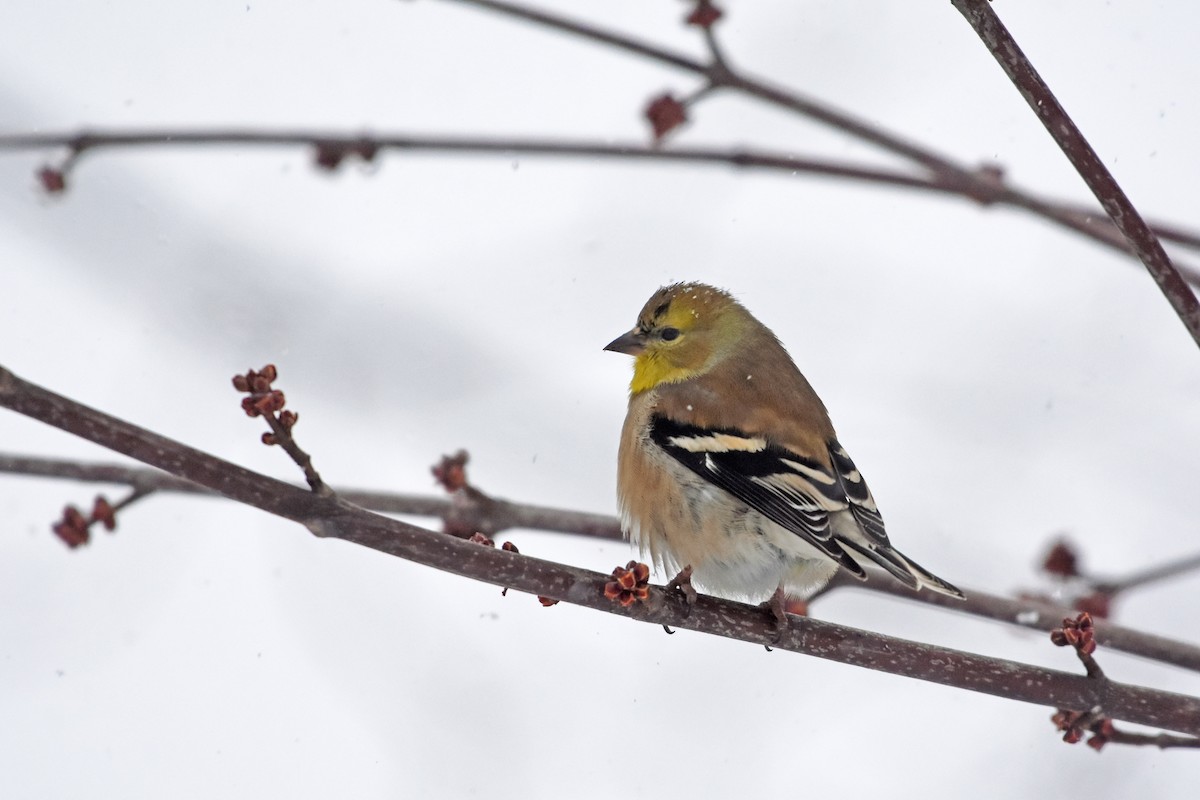 American Goldfinch - Norma Van Alstine