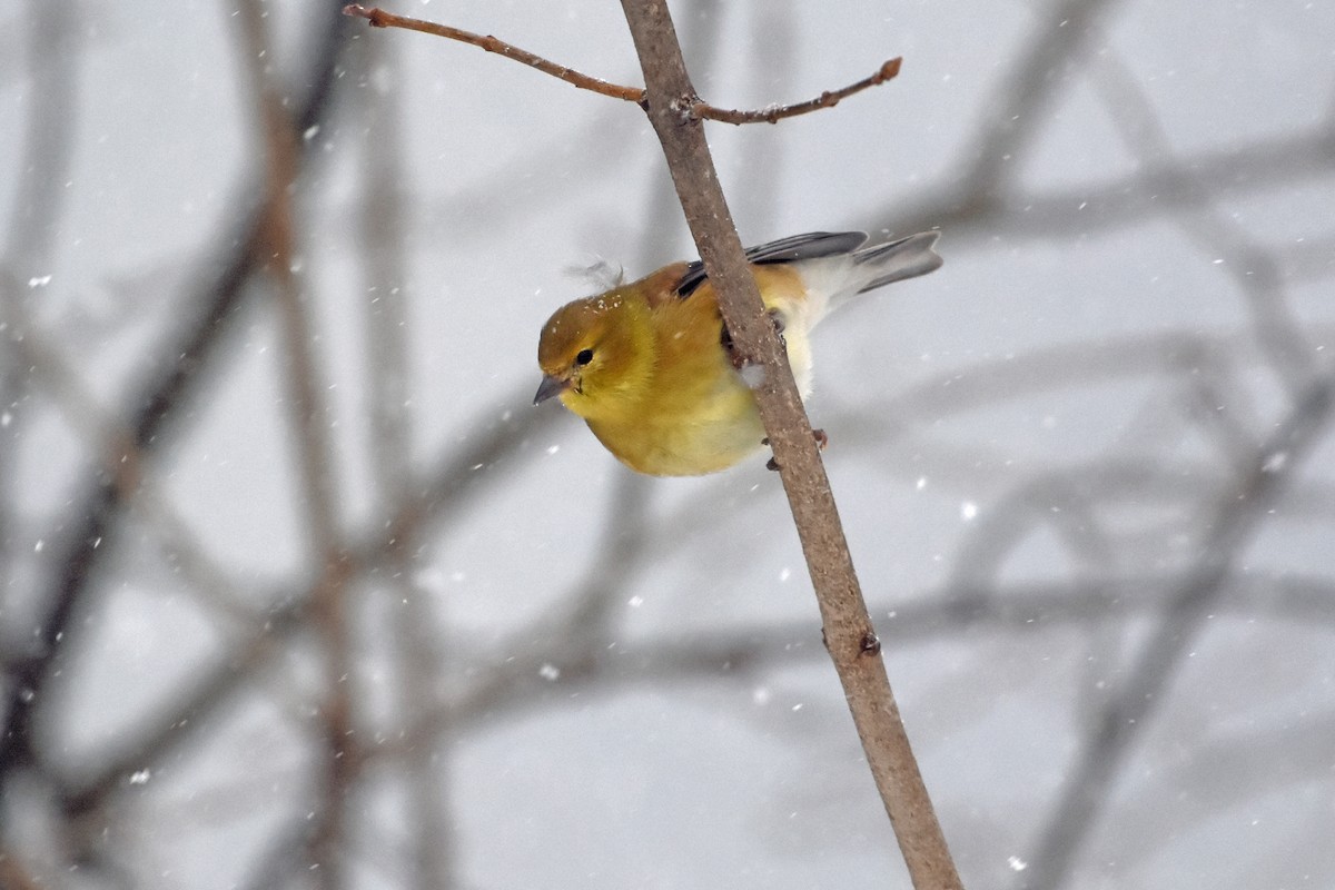 American Goldfinch - ML614860636