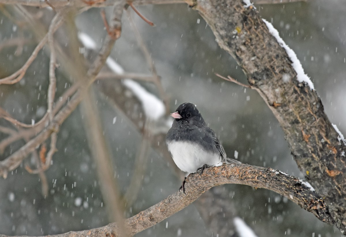 Junco ardoisé - ML614860652