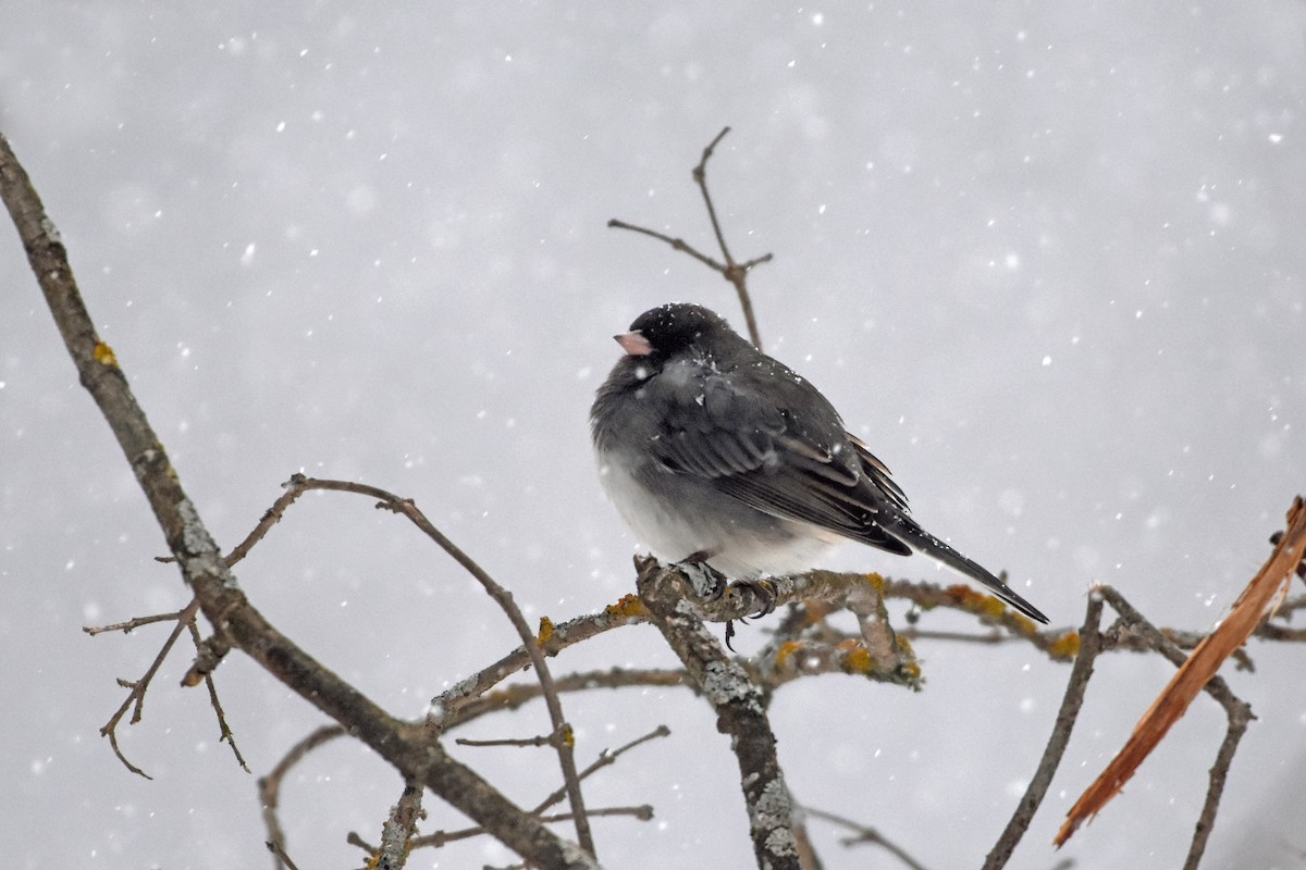 Dark-eyed Junco - Norma Van Alstine