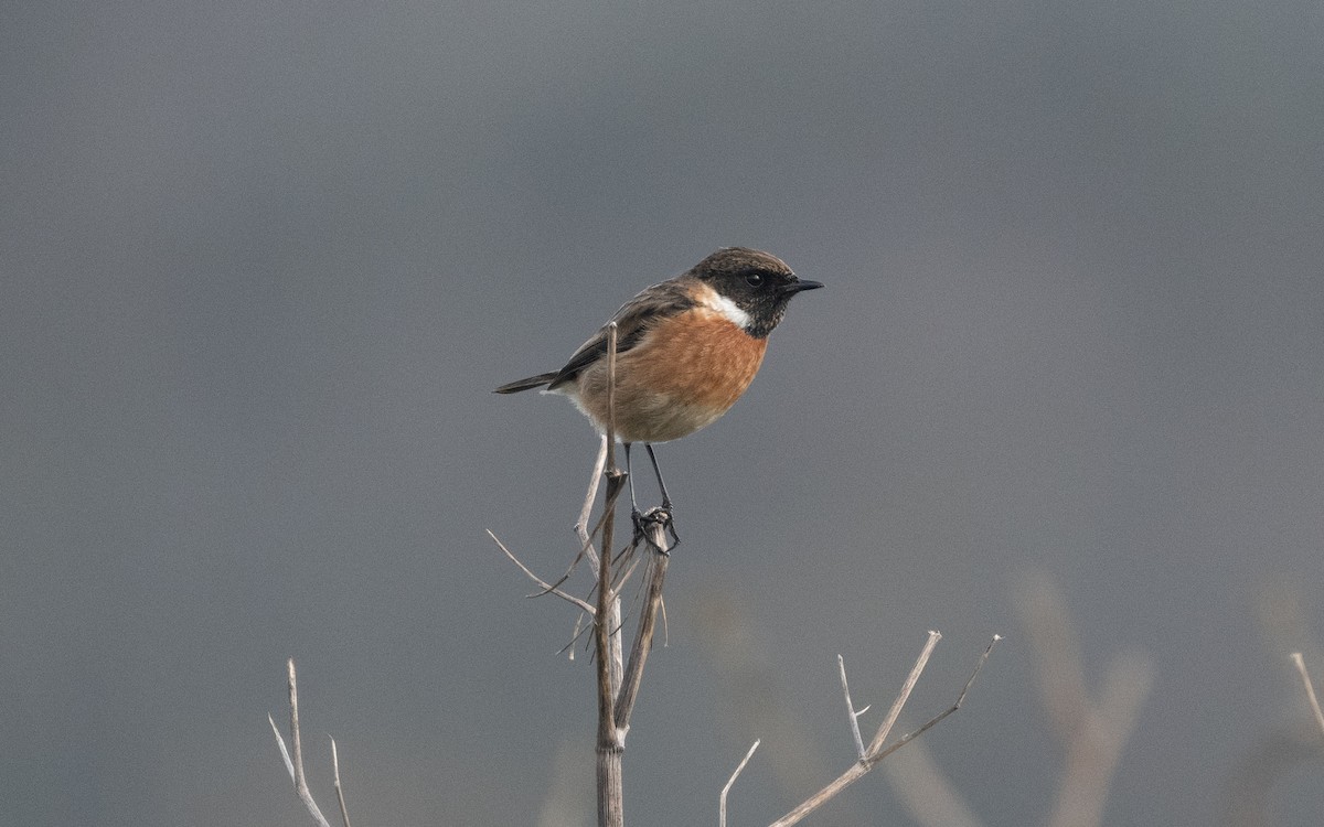 European Stonechat - ML614860664