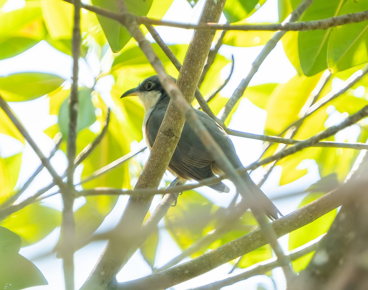 Mangrovekuckuck - ML614860712