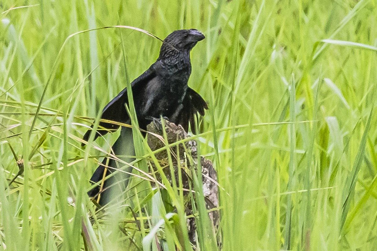 Smooth-billed Ani - ML614860717