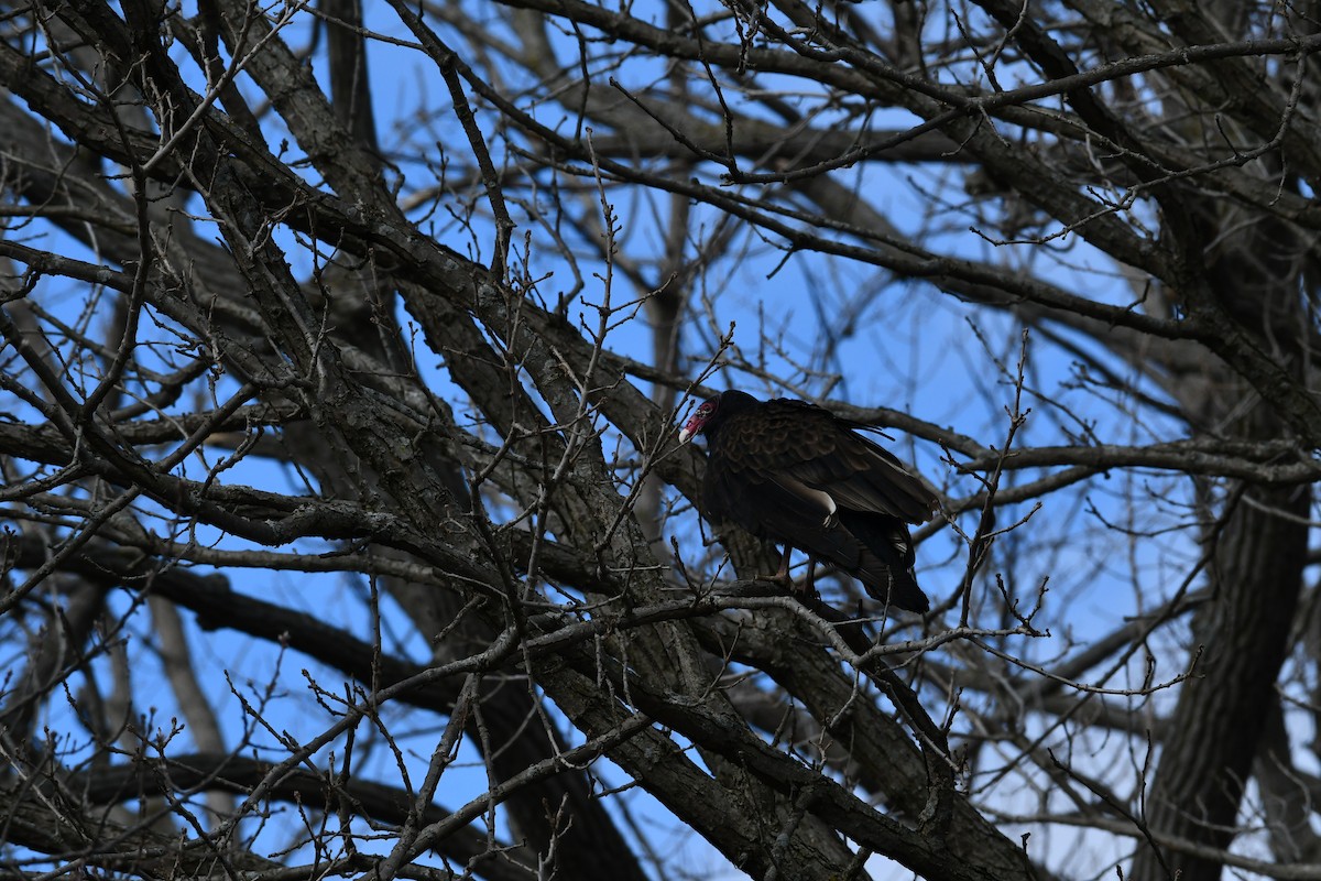 Turkey Vulture - ML614860769