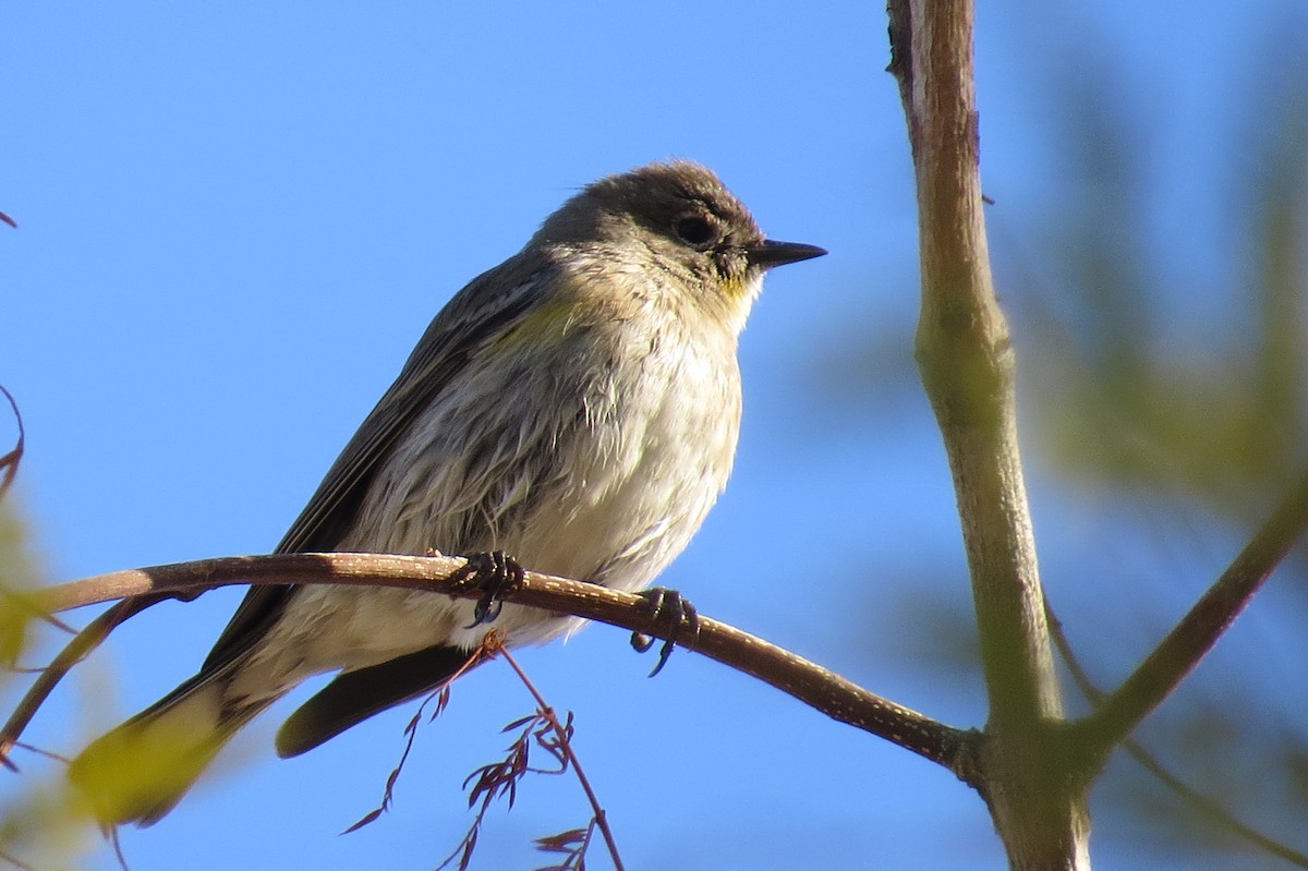 Yellow-rumped Warbler - ML614860774