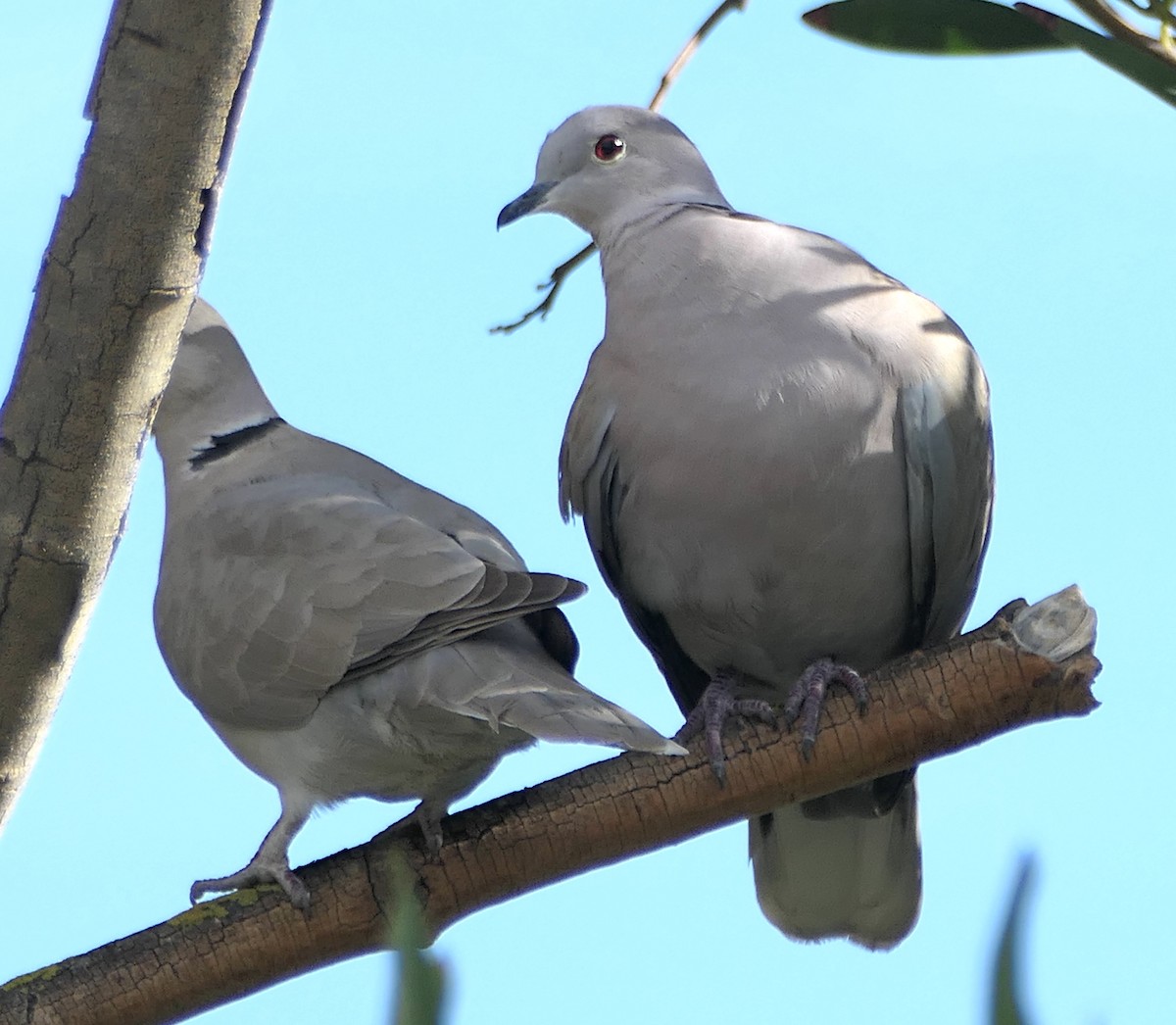 Eurasian Collared-Dove - ML614860833