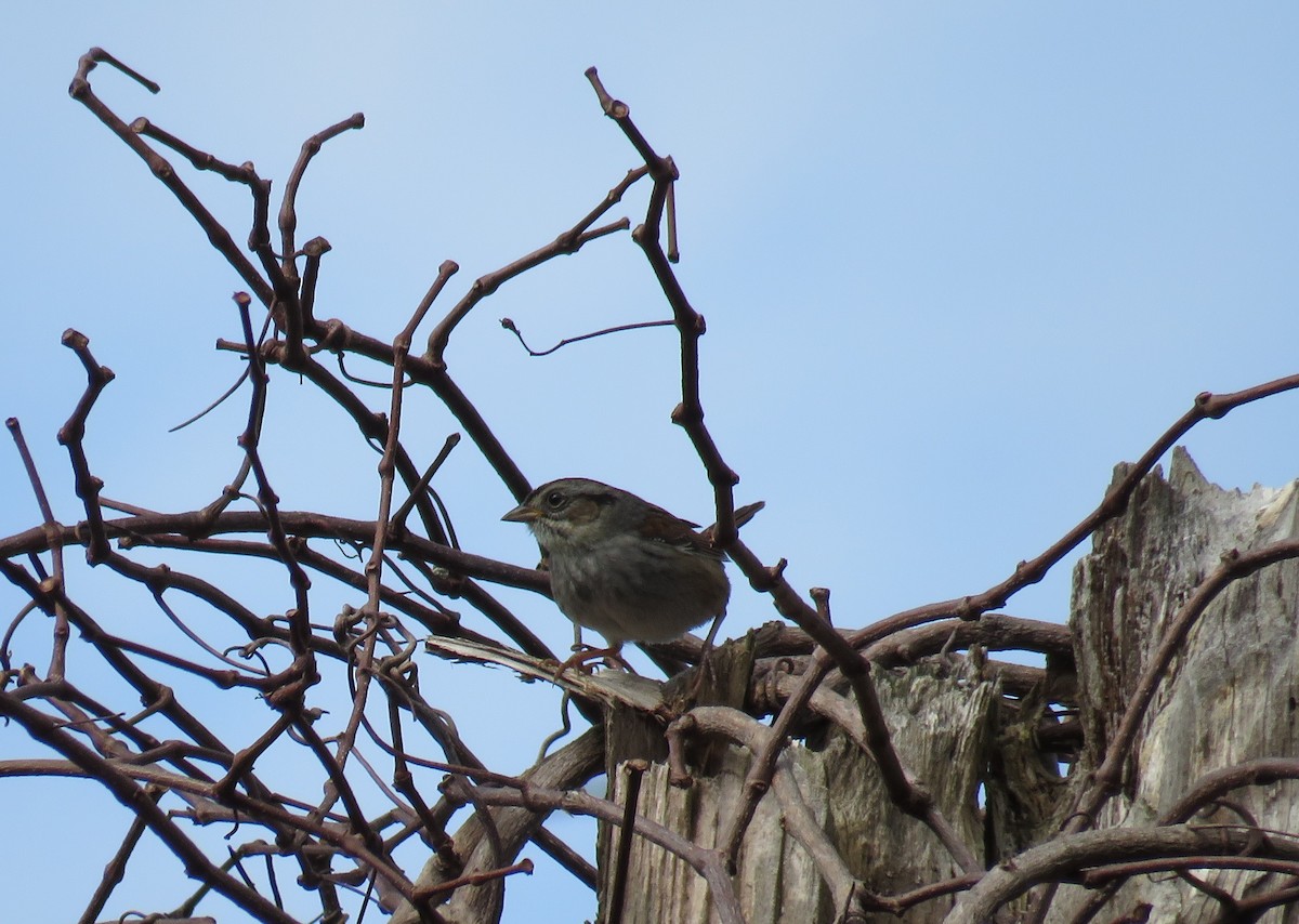 Swamp Sparrow - ML614860846