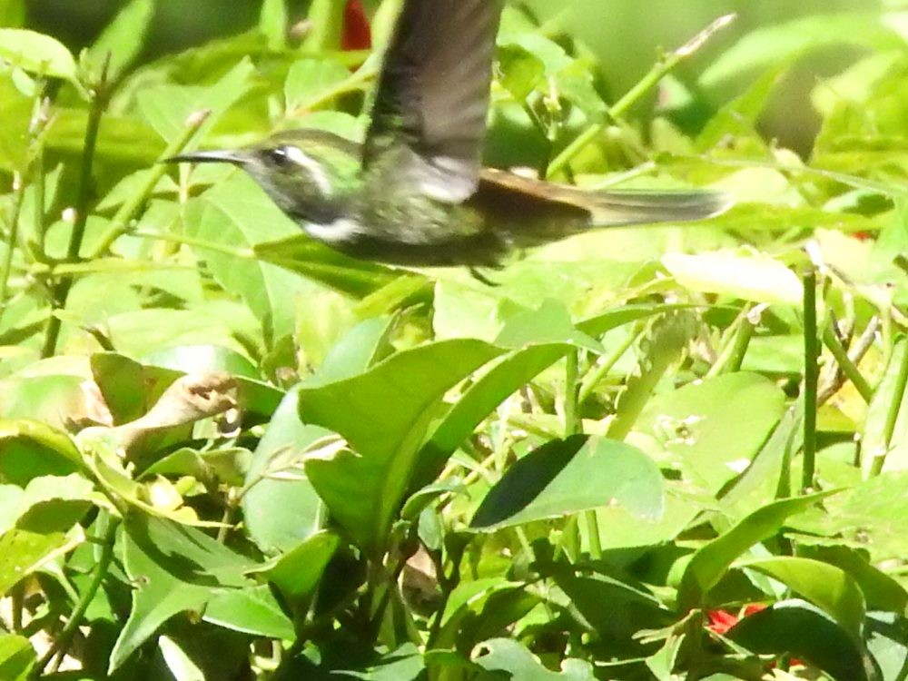 Colibrí Picocuña Oriental - ML614860848