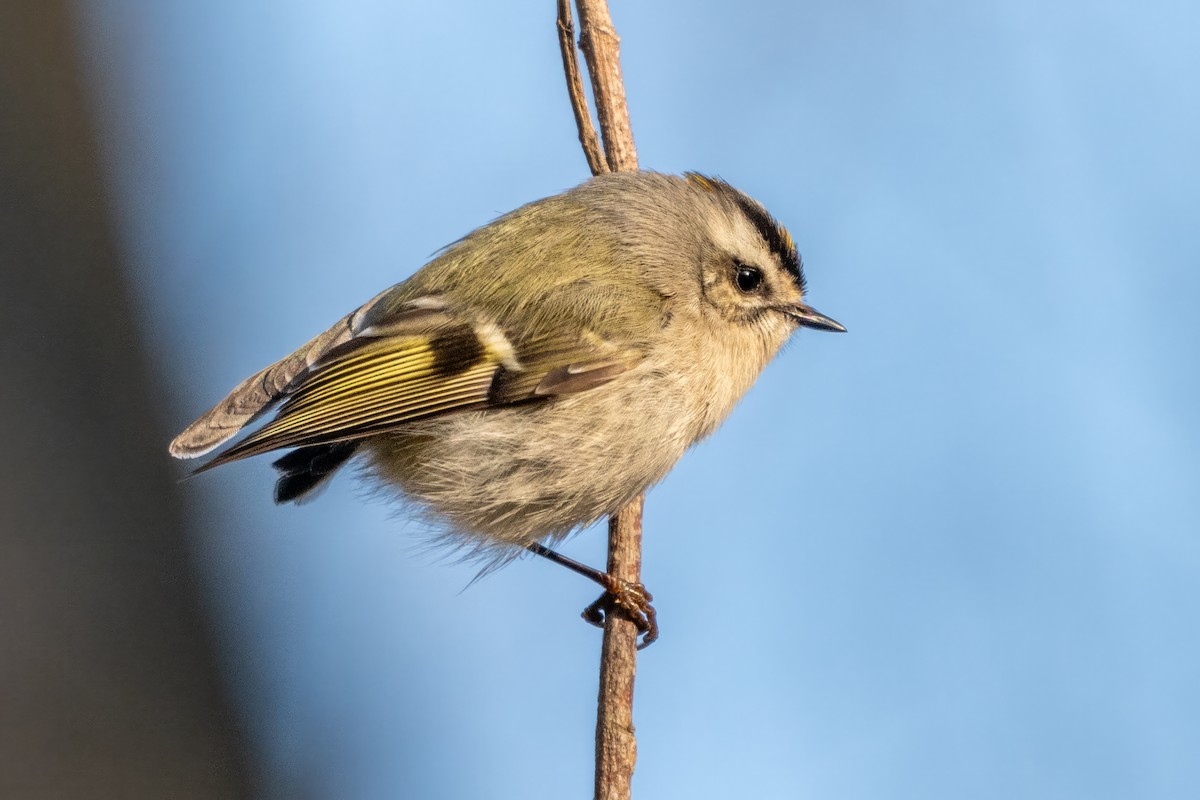 Golden-crowned Kinglet - ML614860854