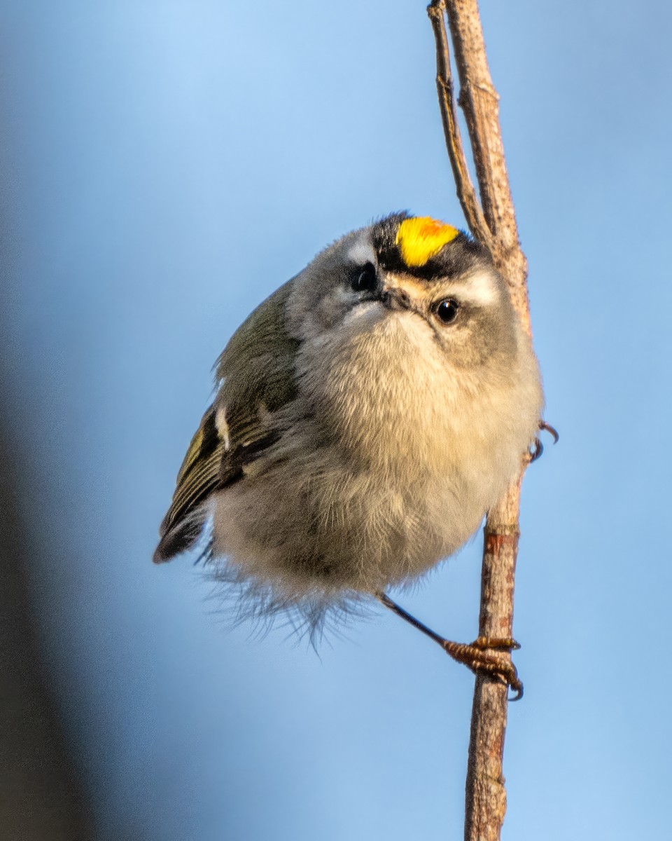 Golden-crowned Kinglet - ML614860861