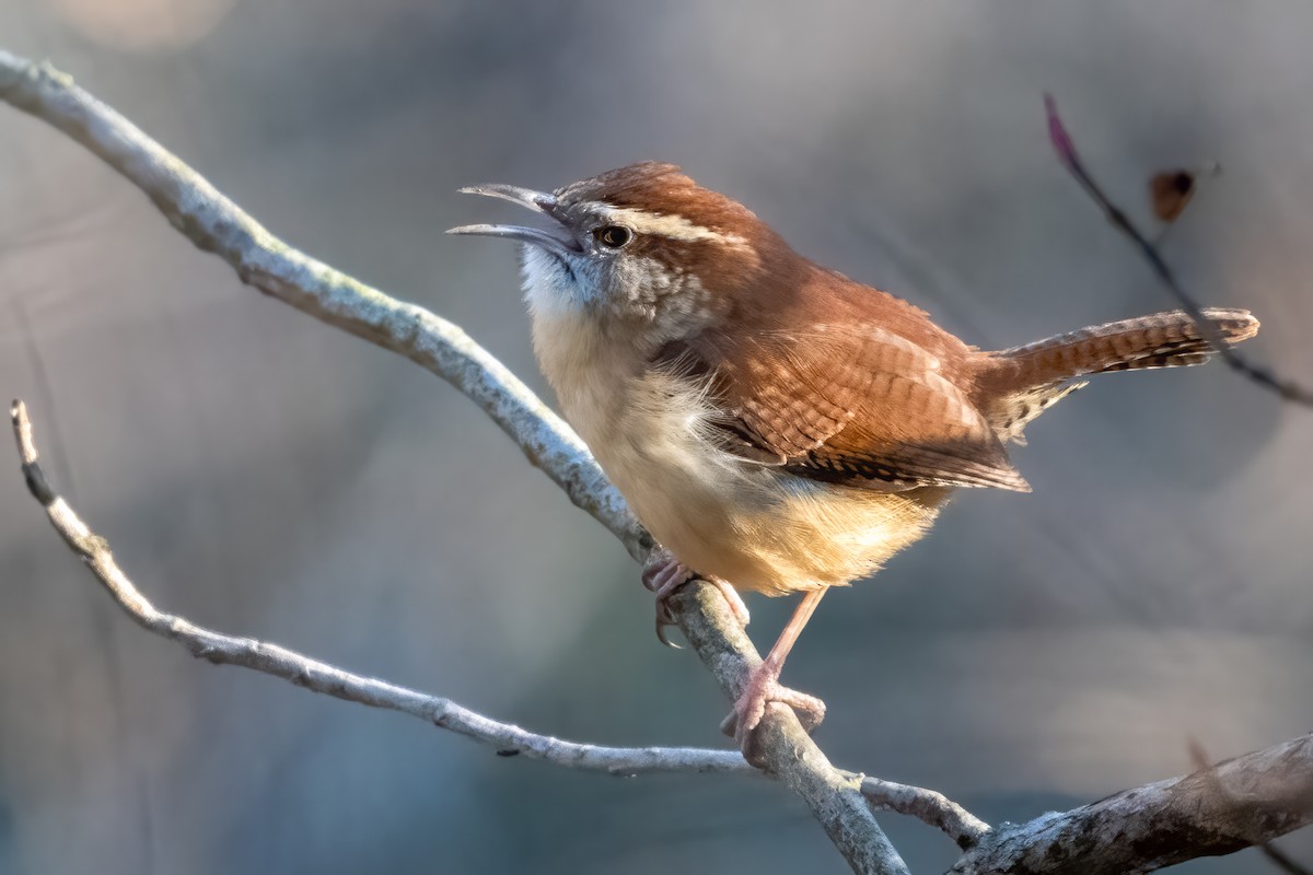 Carolina Wren - ML614860867