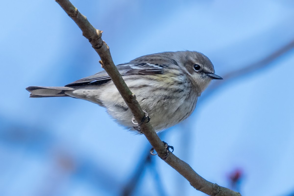 Yellow-rumped Warbler - ML614860876