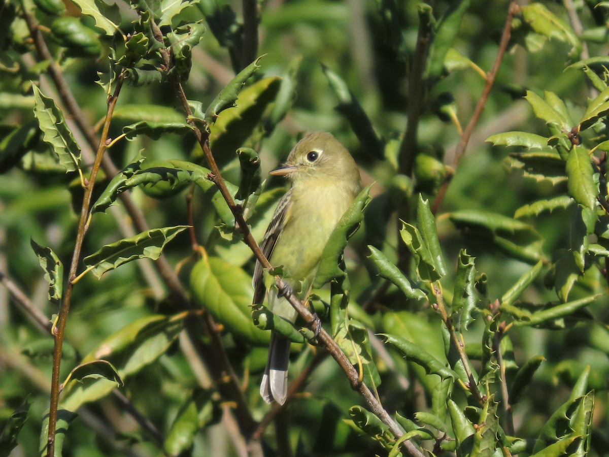 Western Flycatcher - ML614860905