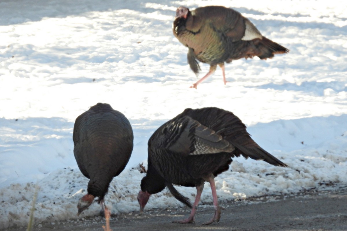 Wild Turkey - ML614860913