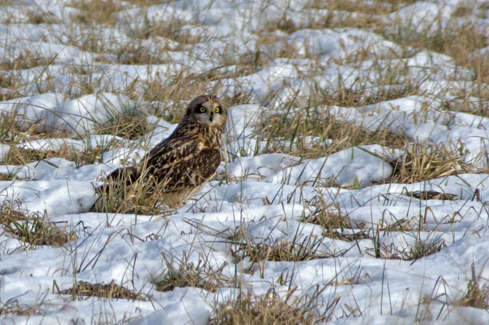 Short-eared Owl - ML614860933