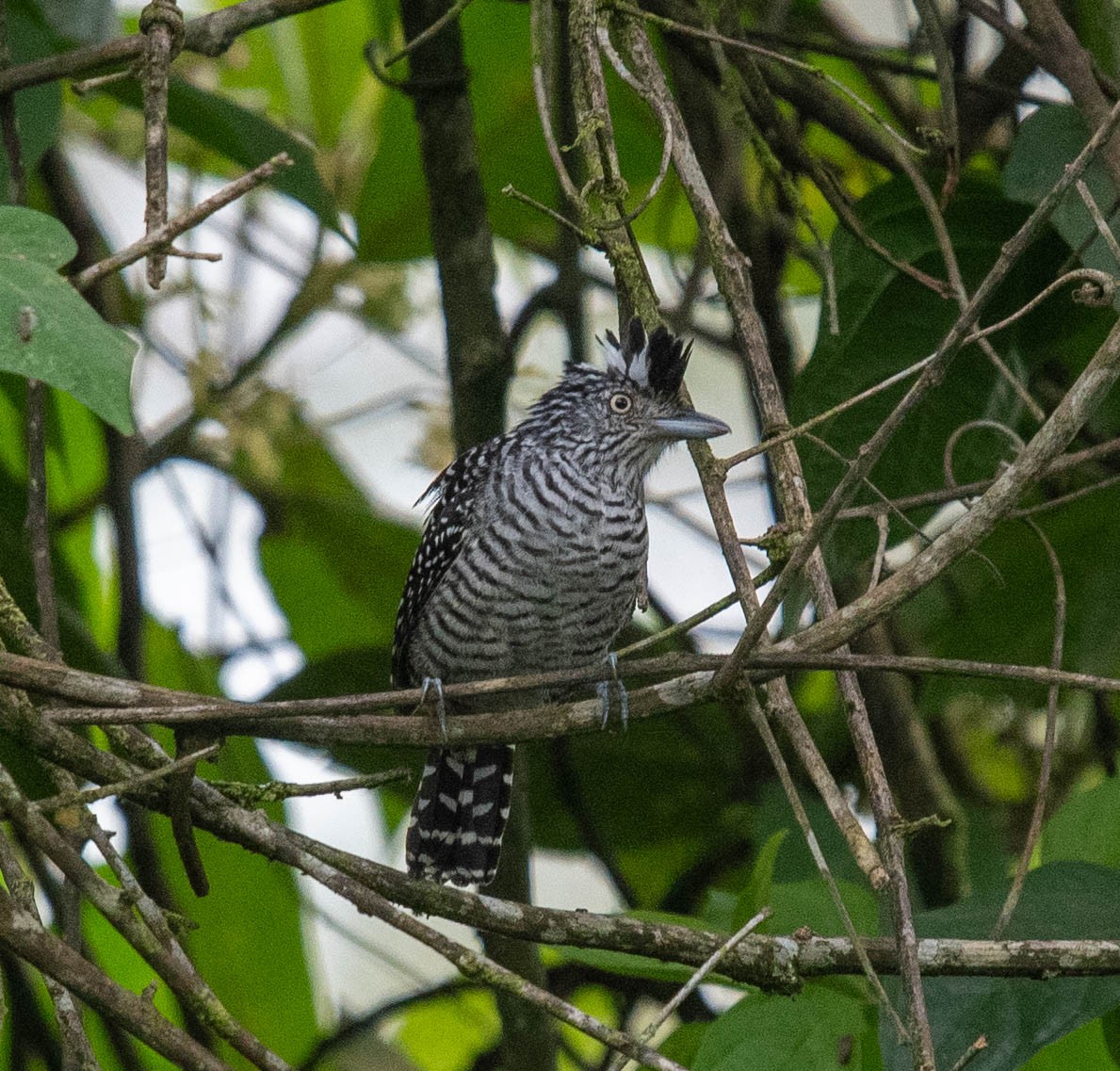 Barred Antshrike - ML614860958