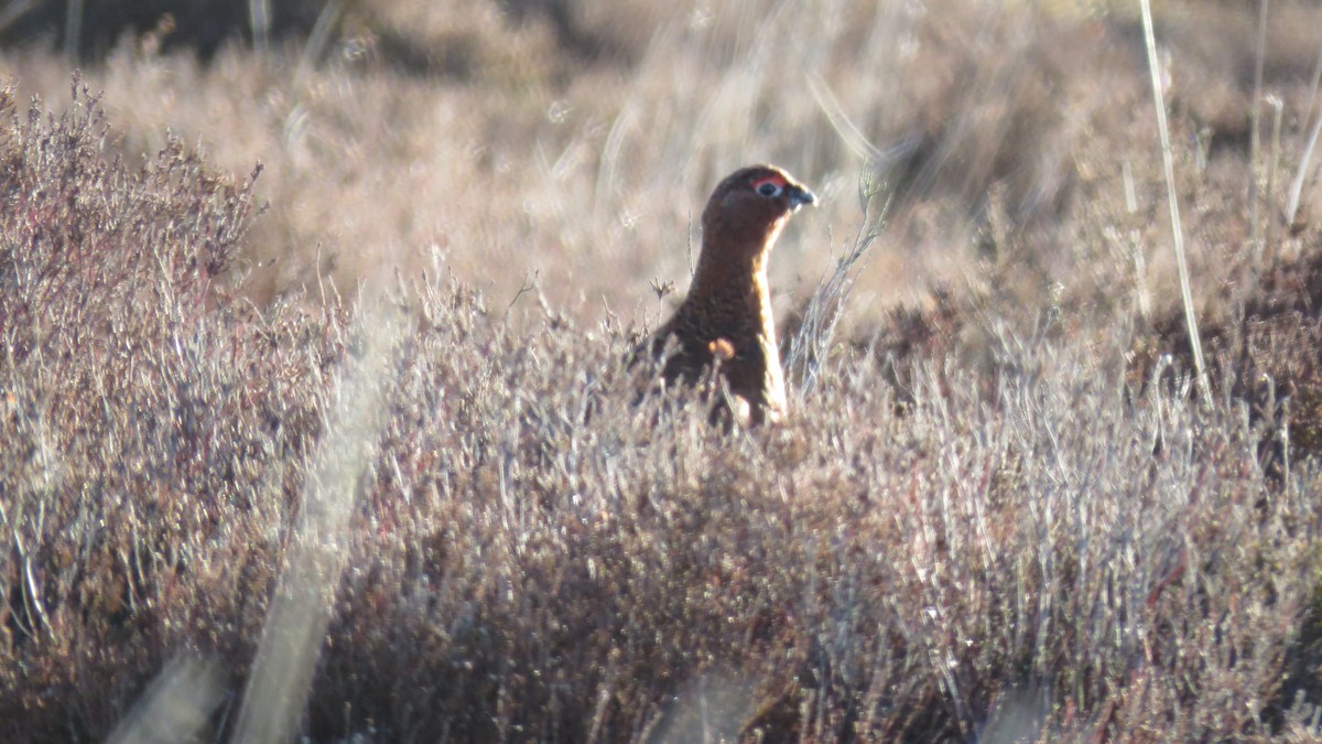 Willow Ptarmigan - ML614861161