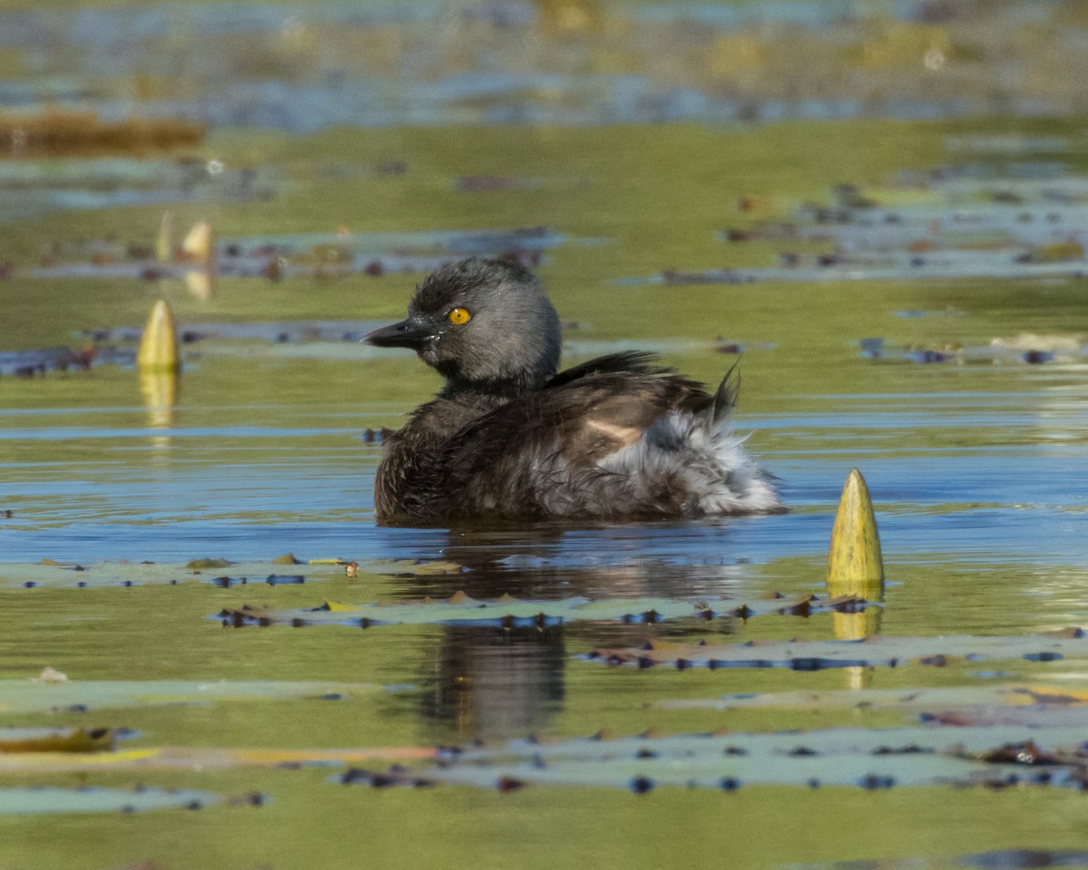 Least Grebe - ML614861189