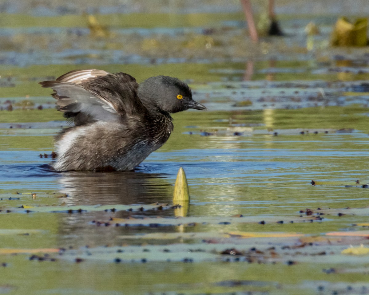 Least Grebe - ML614861197