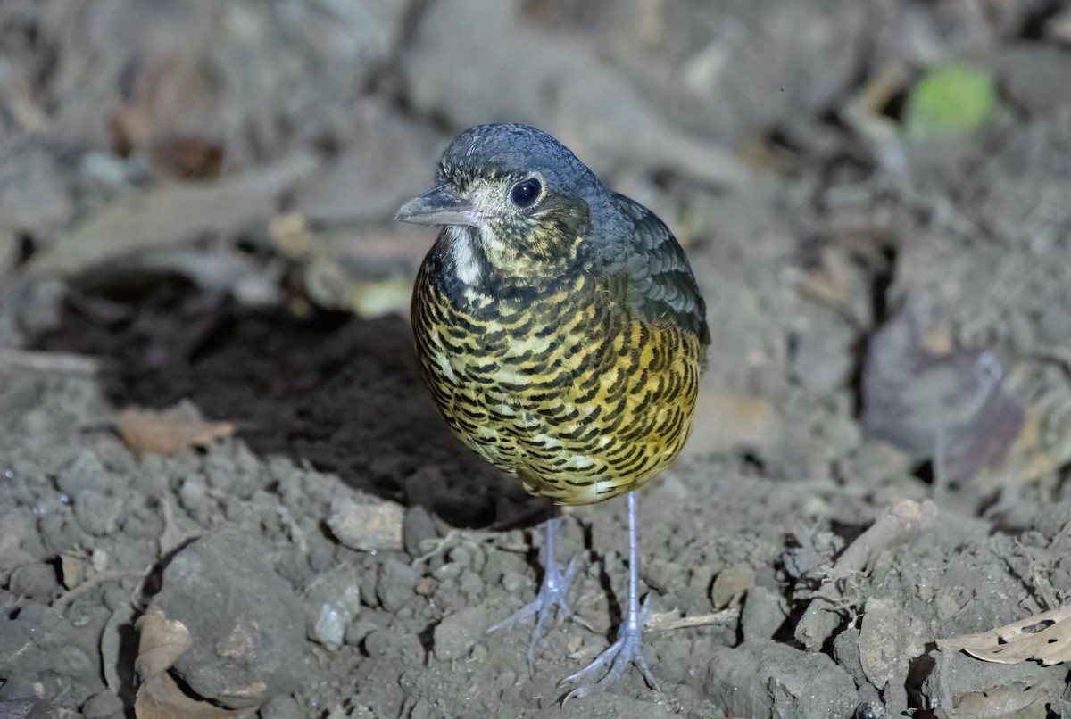 Undulated Antpitta - ML614861203