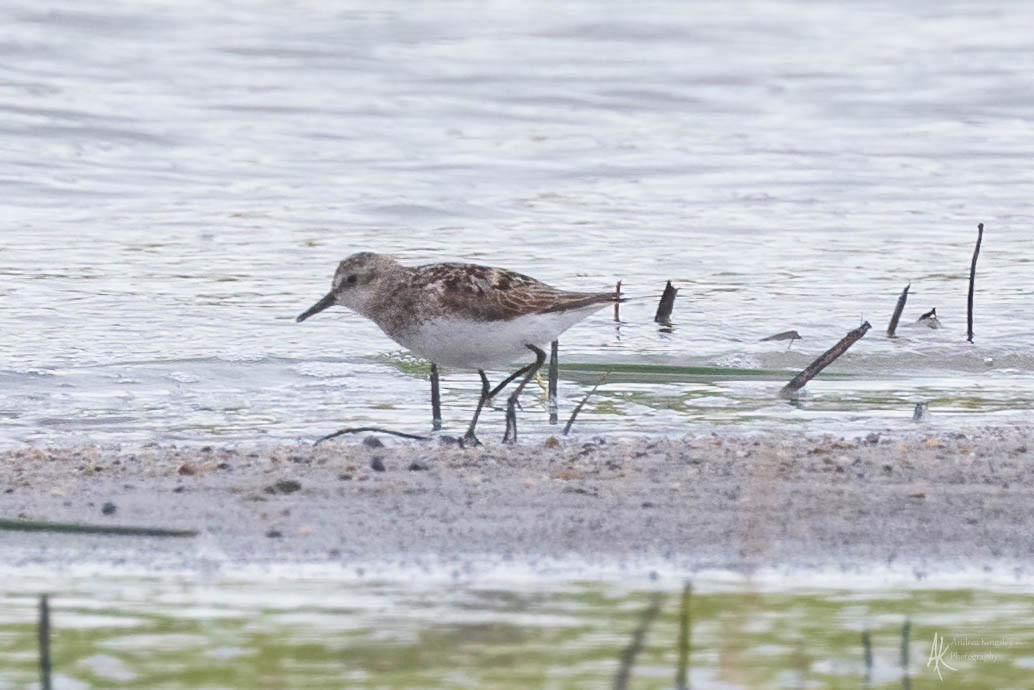 Semipalmated Sandpiper - Andrea Kingsley