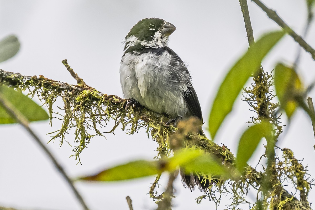 Variable Seedeater - Amed Hernández