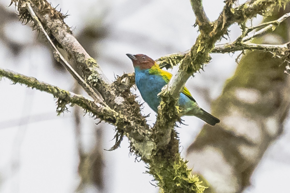 Bay-headed Tanager - ML614861256