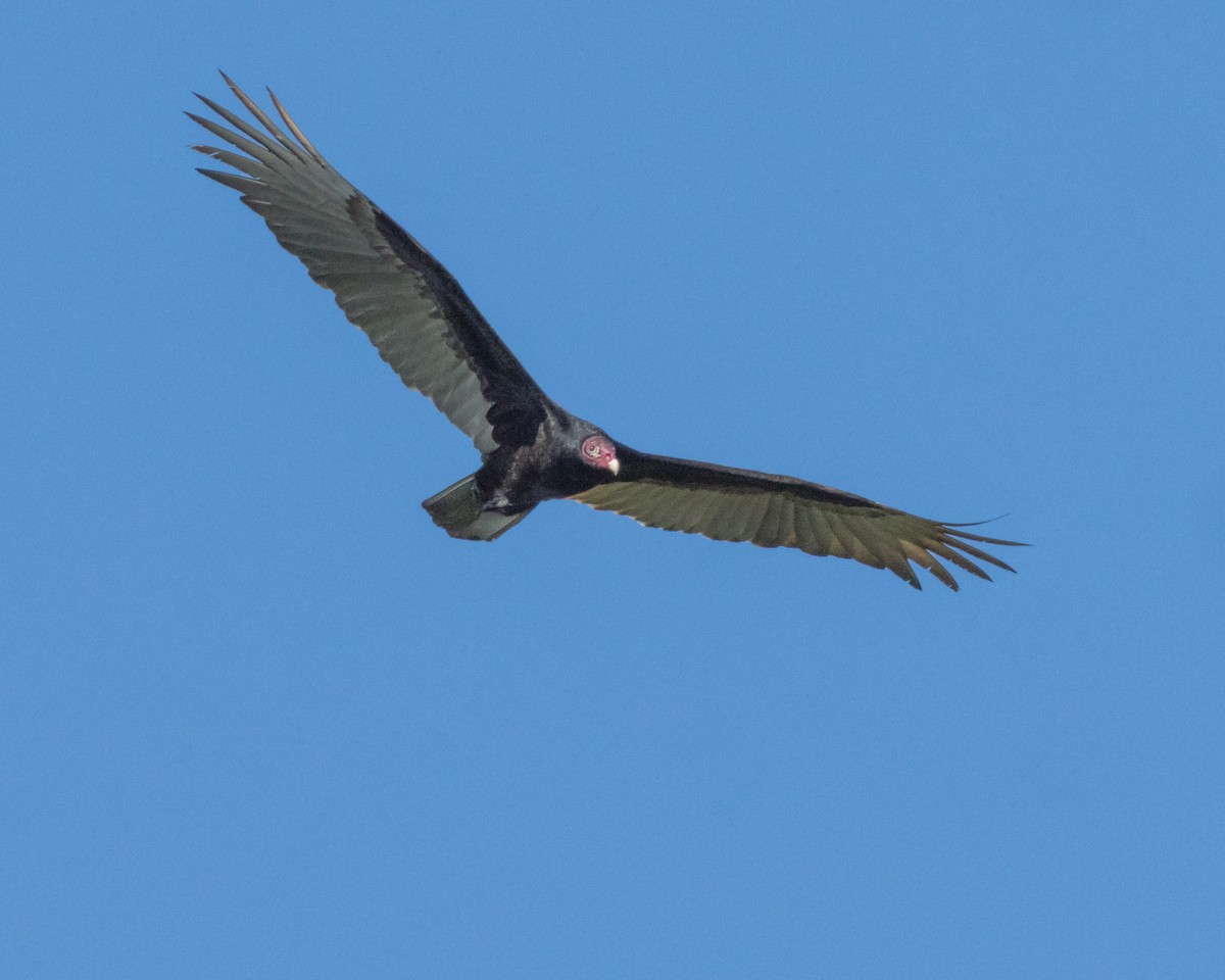 Turkey Vulture - ML614861273