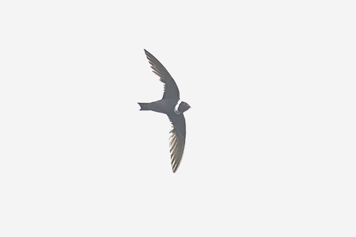 White-collared Swift - ML614861280