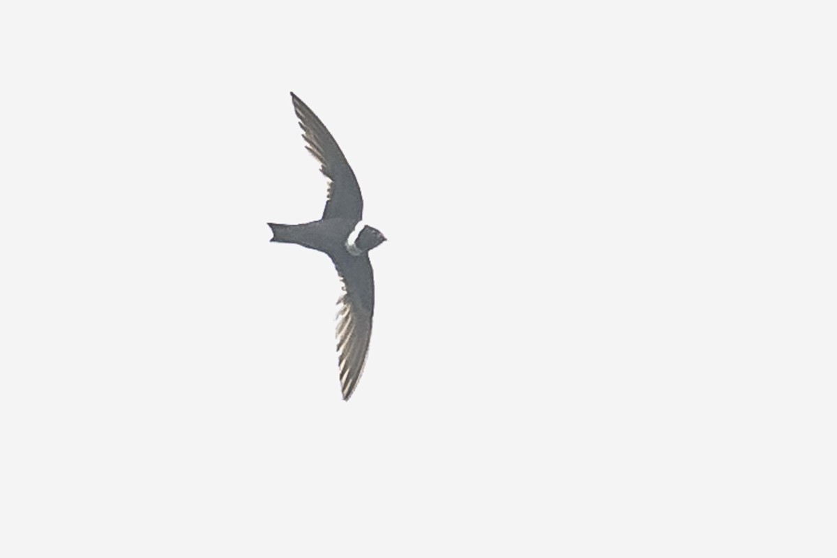 White-collared Swift - Amed Hernández