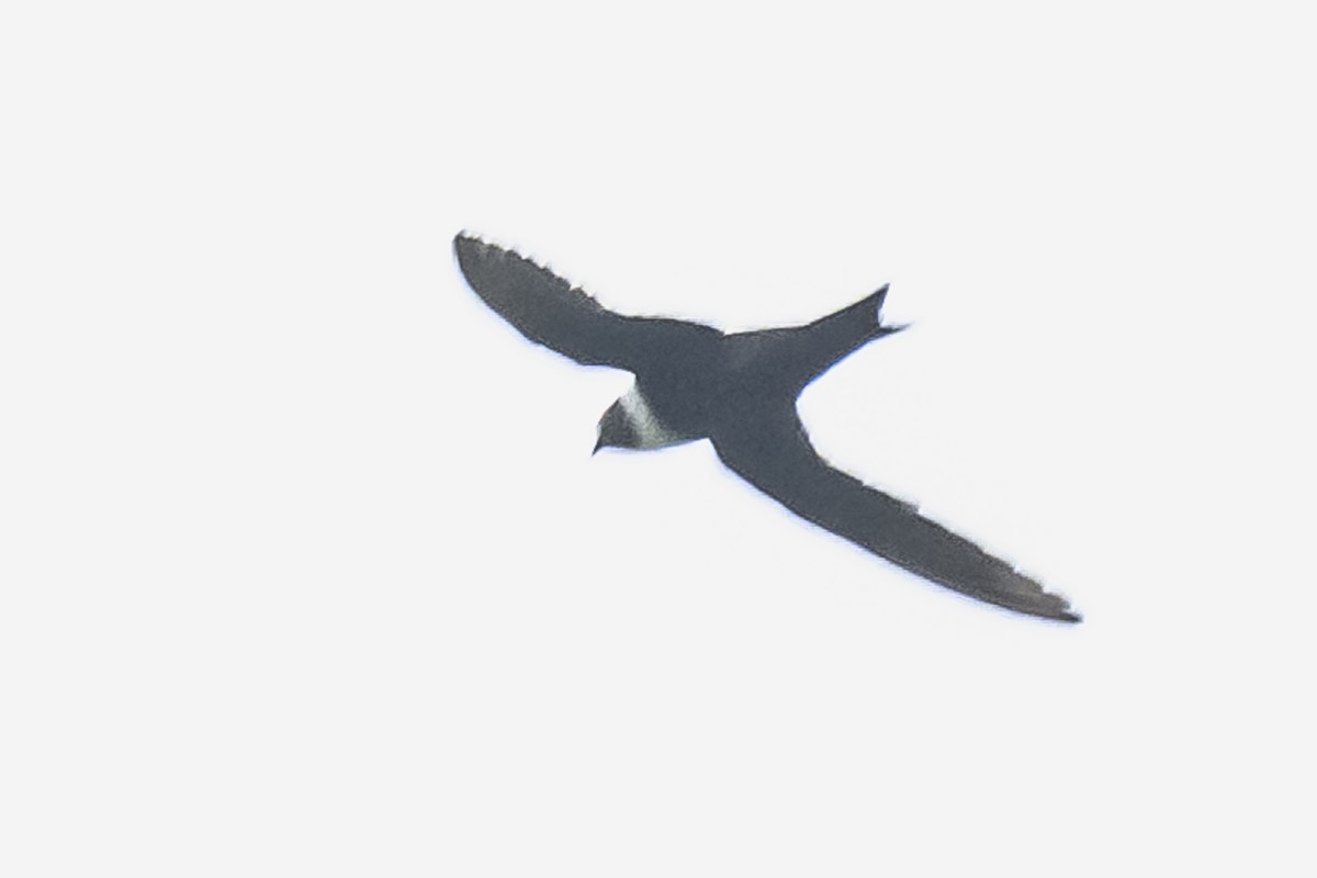 White-collared Swift - ML614861283