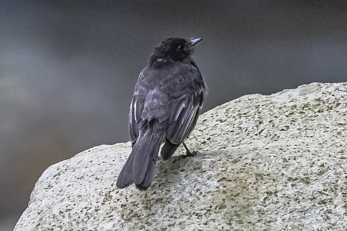 Black Phoebe - ML614861290