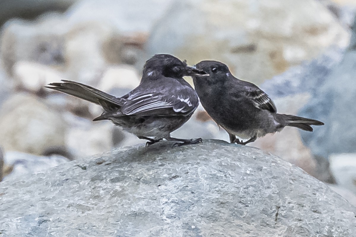 Black Phoebe - ML614861292