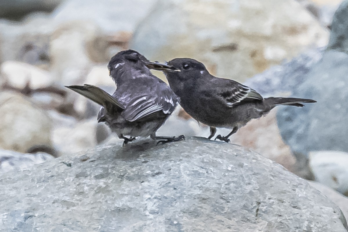 Black Phoebe - ML614861293