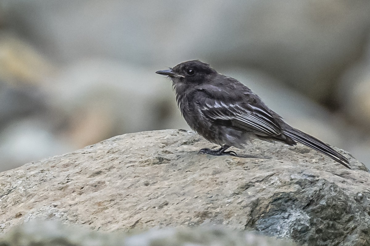 Black Phoebe - ML614861295