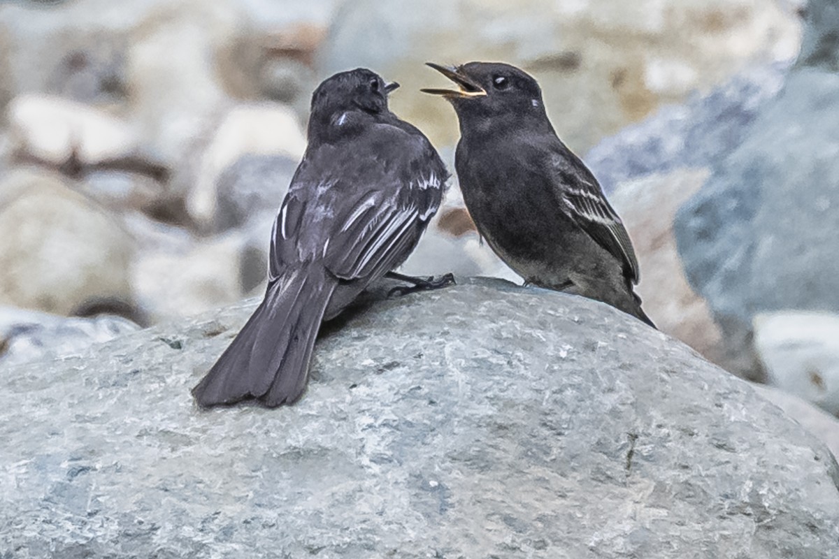 Black Phoebe - Amed Hernández