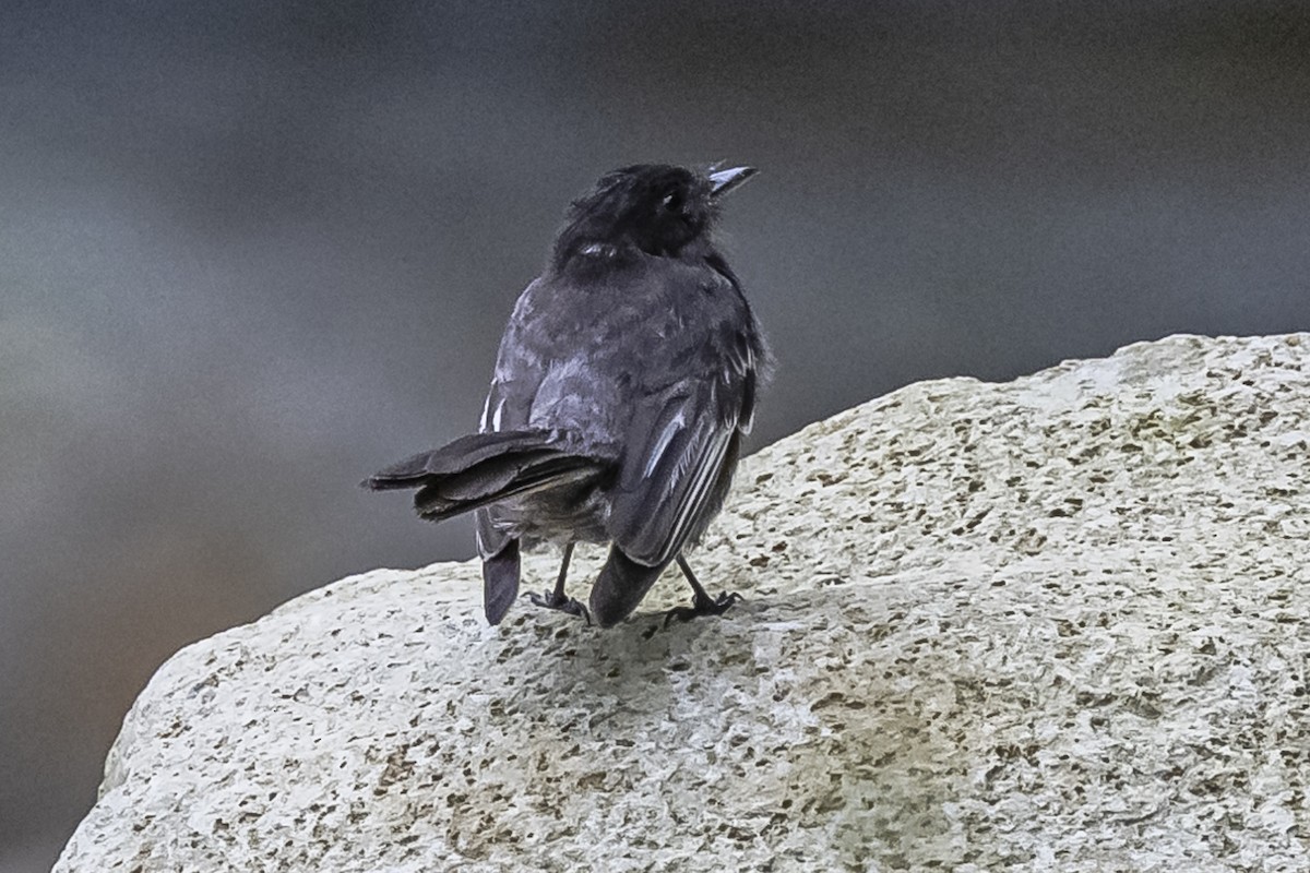 Black Phoebe - ML614861298