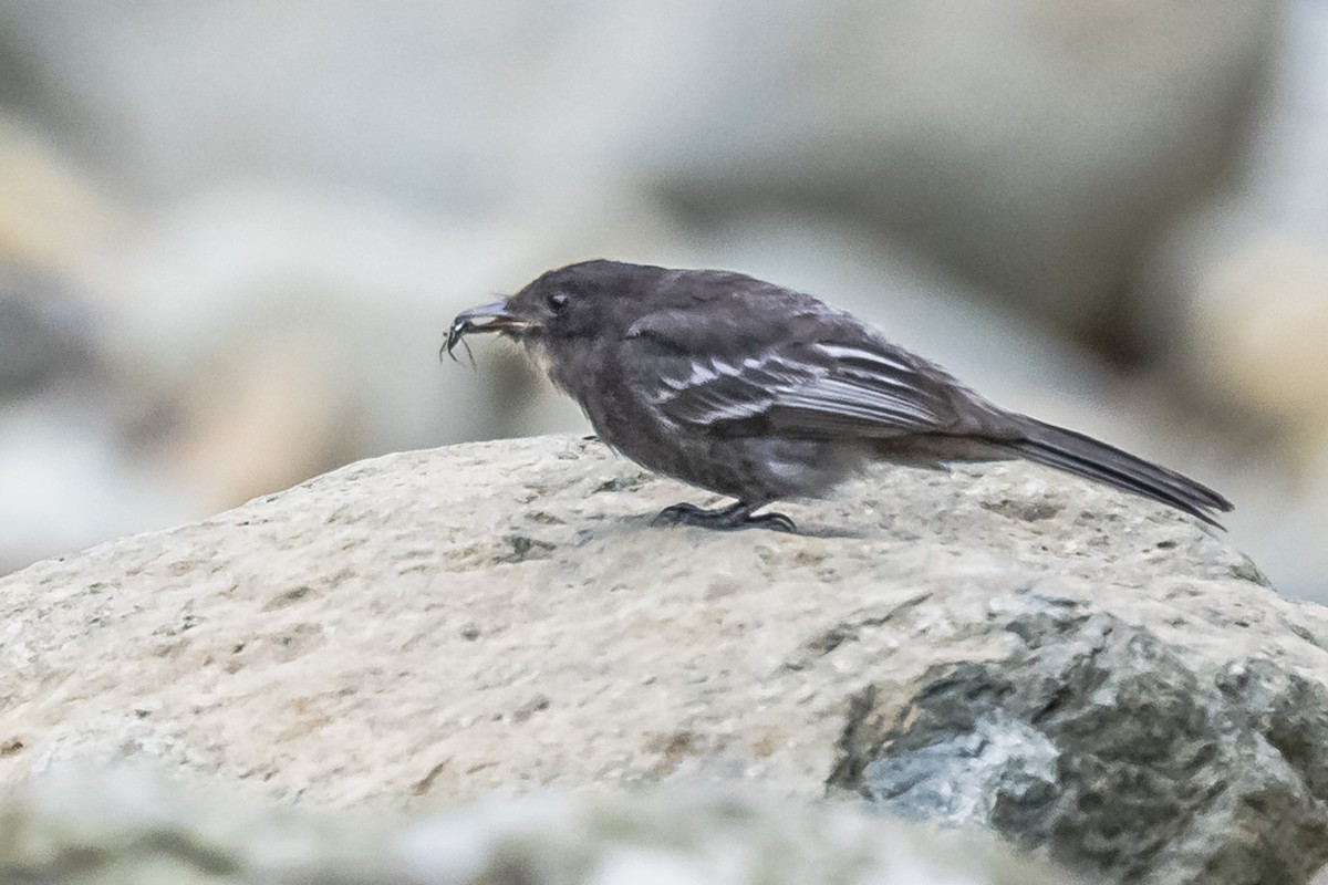 Black Phoebe - ML614861299