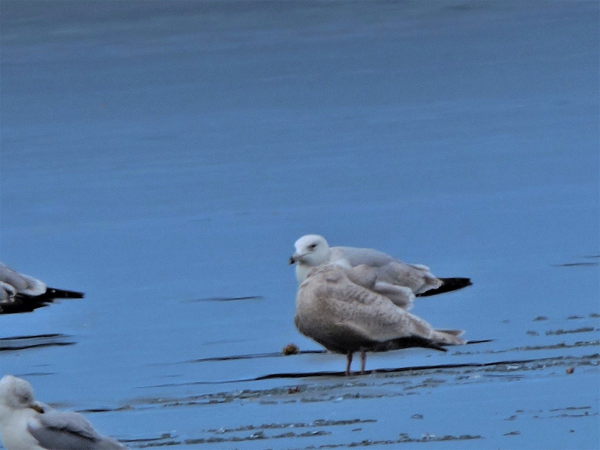 Iceland Gull (Thayer's) - ML614861306