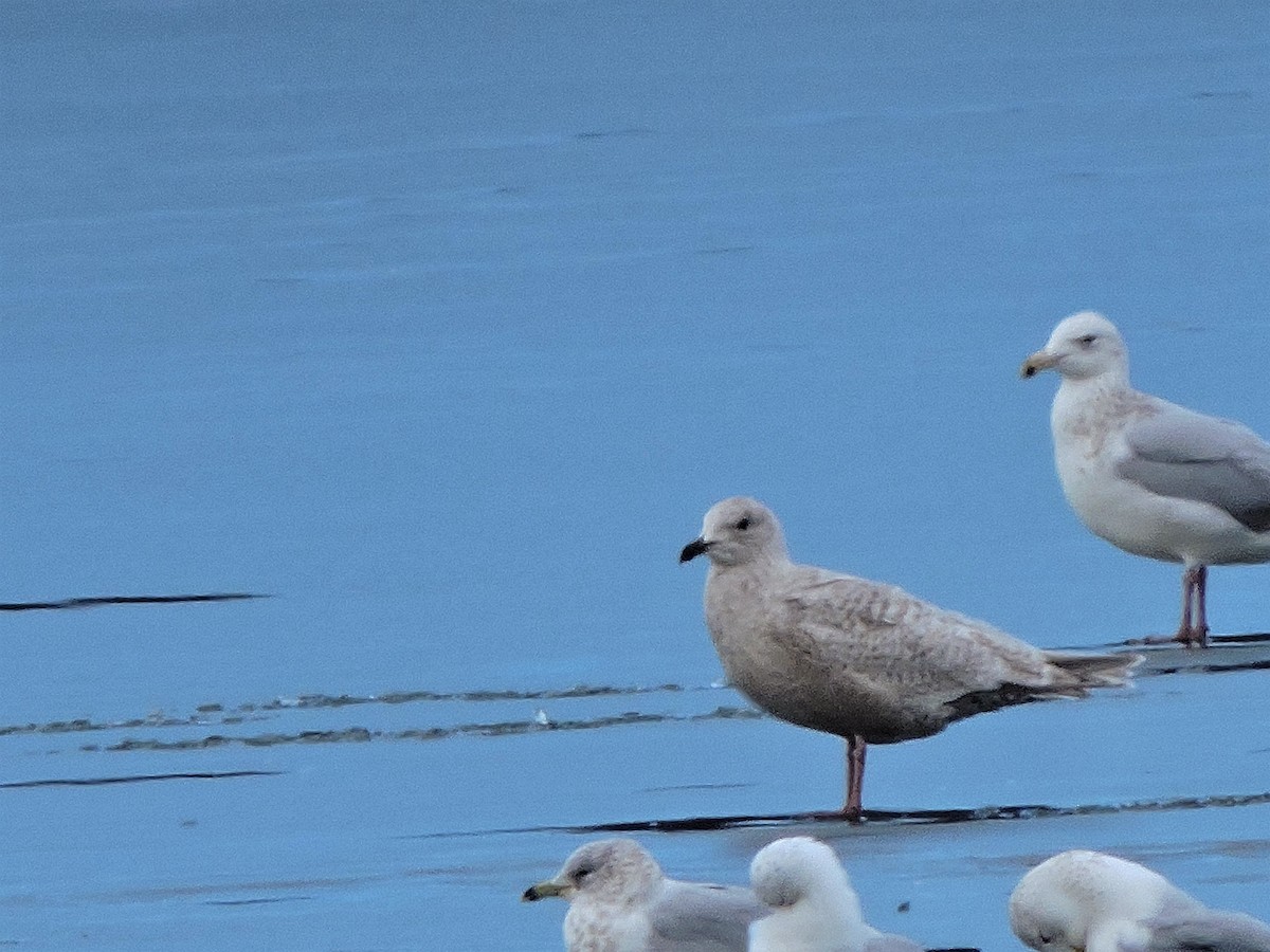 Iceland Gull (Thayer's) - ML614861309