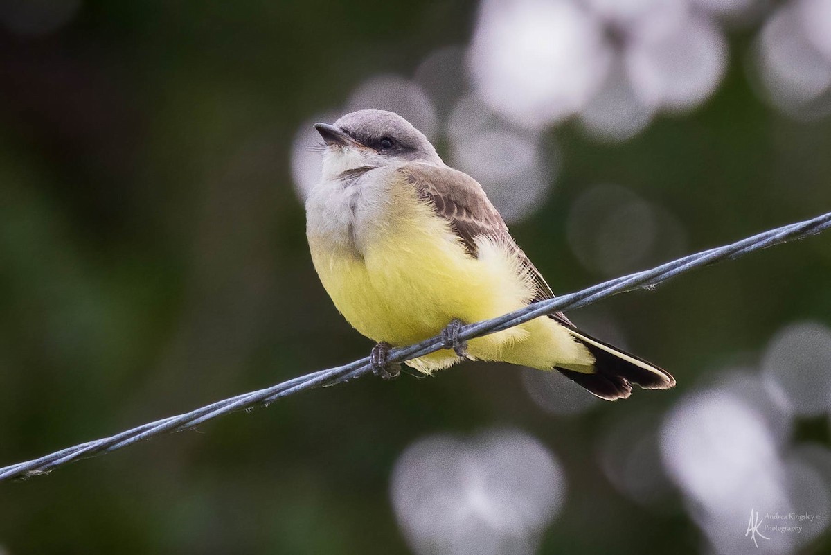 Western Kingbird - Andrea Kingsley