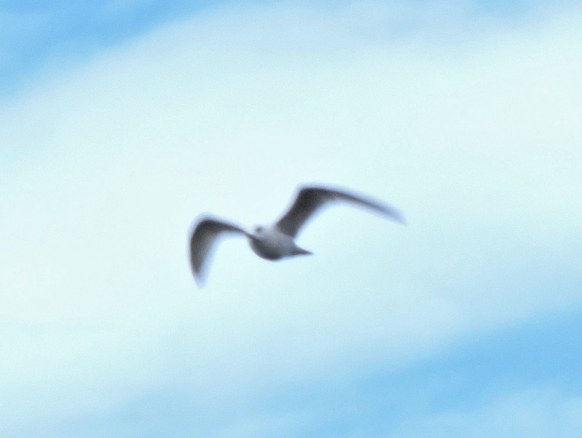 Iceland Gull (glaucoides) - ML614861341