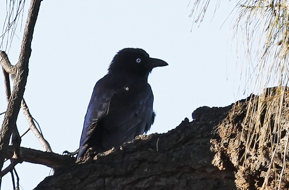 Little Crow - ML614861357