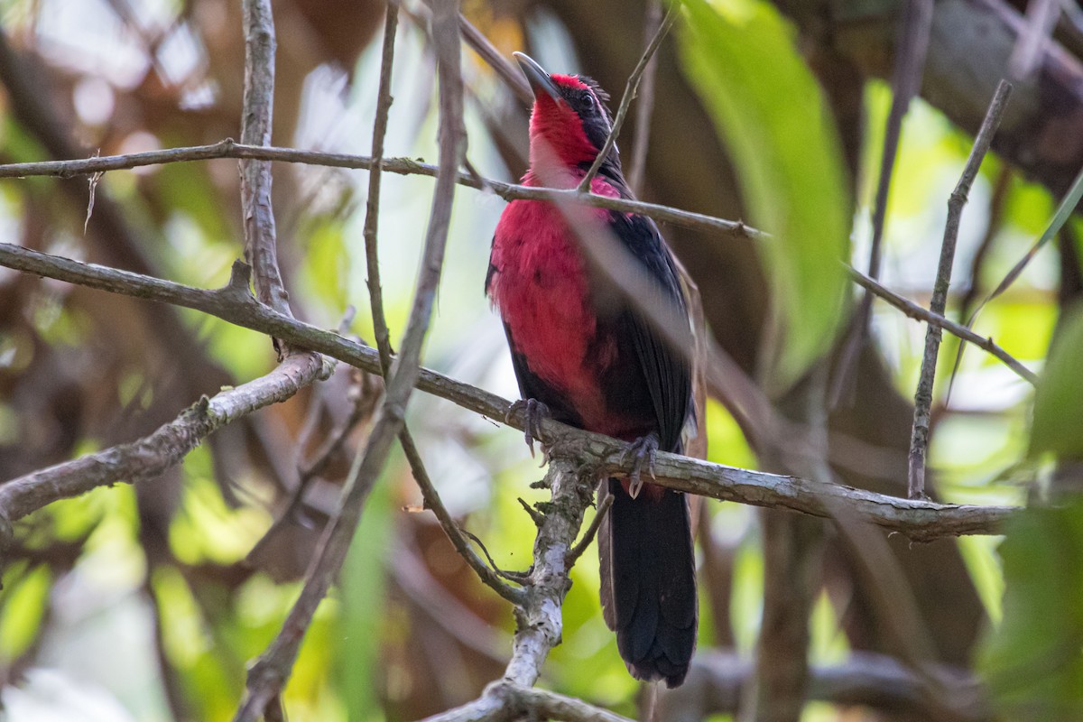 Rosy Thrush-Tanager - ML614861361