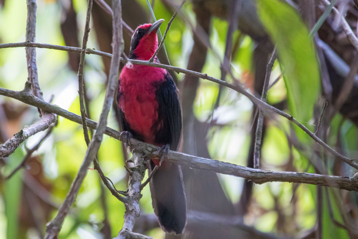 Rosy Thrush-Tanager - ML614861367