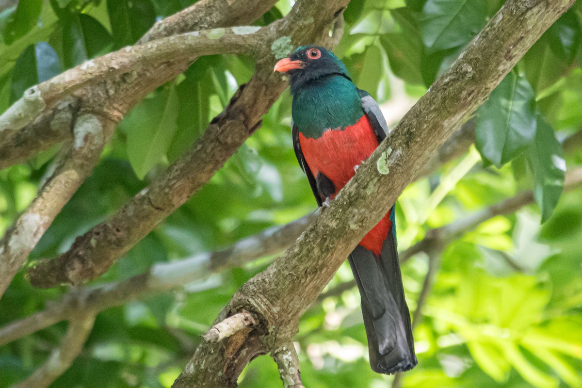 Slaty-tailed Trogon - ML614861373