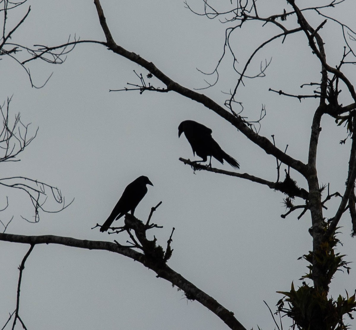 Giant Cowbird - ML614861377