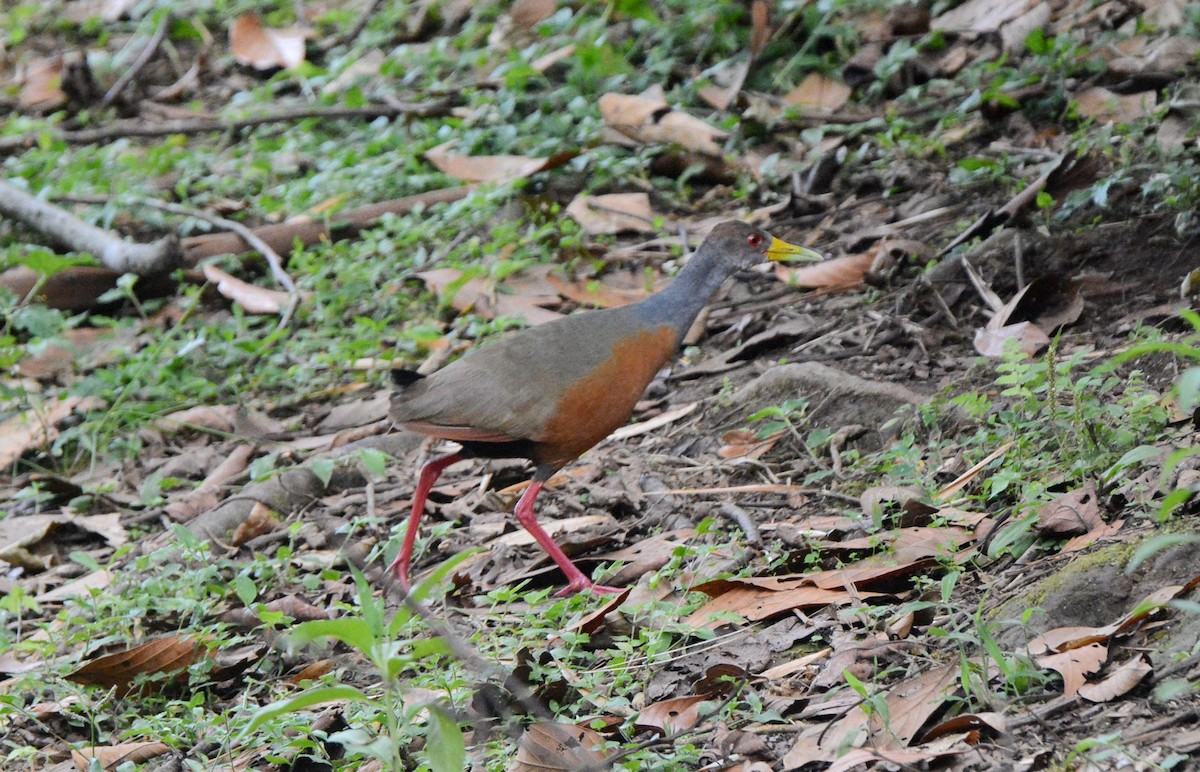 Gray-cowled Wood-Rail (Gray-cowled) - ML614861385